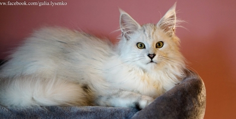 MAINE COON 