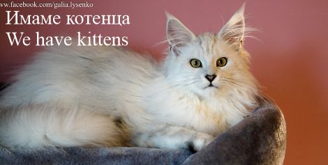 MAINE COON 